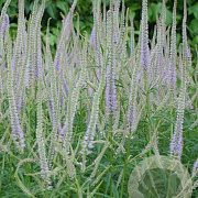 Veronicastrum virg. 'Lavendelturm' GM P9
