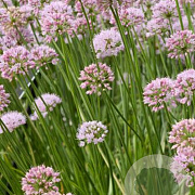 Allium 'Summer Beauty' GM P9