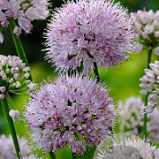 Allium 'Summer Beauty' GM P9