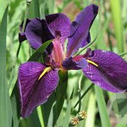 Iris (L) 'Black Gamecock' GM P9