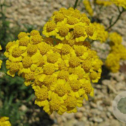 Achillea tomentosa GM P9 BIO