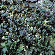 Ajuga reptans 'Multicolor' GM P9 BIO