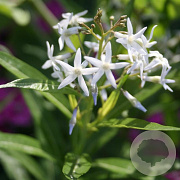Amsonia illustris GM P9 BIO