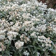 Anaphalis tripl. 'Silberregen' GM P9 BIO