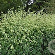 Artemisia lactiflora 'Elfenbein' GM P9 BIO
