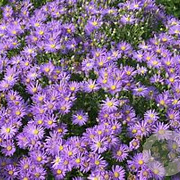 Aster amellus 'Breslau' GM P9 BIO