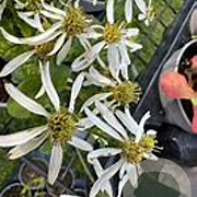 Aster schreberi GM P9 BIO