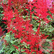 Astilbe (A) 'Spinell' GM P9 BIO
