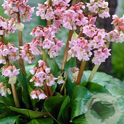 Bergenia 'Baby Doll' GM P9 BIO