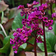 Bergenia cordifolia 'Eroica' GM P9 BIO
