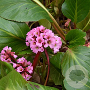 Bergenia 'Rosi Klose' GM P9 BIO