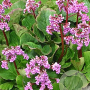 Bergenia 'Rotblum' GM P9 BIO