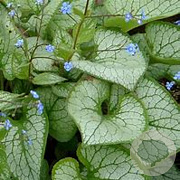 Brunnera macr. 'Silver Spear' GM P9 BIO