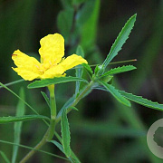 Calylophus serrulatus GM P9 BIO