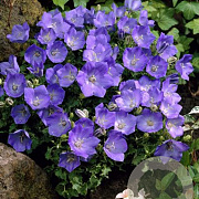 Campanula c. 'Blaue Clips' GM P9 BIO