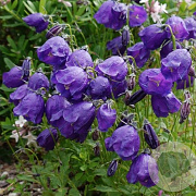 Campanula pulloides 'G.F. Wilson' GM P9 BIO