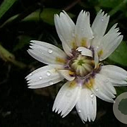 Catananche caerulea 'Alba' GM P9 BIO