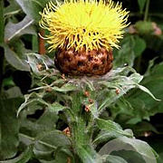 Centaurea macrocephala GM P9 BIO