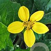Chrysogonum v. 'Pierre' GM P9 BIO