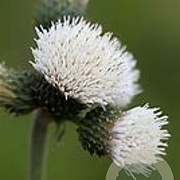 Cirsium rivulare Frosted Magic GM P9 BIO