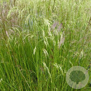 Deschampsia cesp. 'Waldschratt' GM P9 BIO