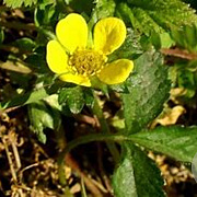 Duchesnea indica GM P9 BIO