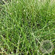 Festuca amethystina GM P9 BIO