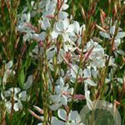 Gaura lindheimeri GM P9 BIO