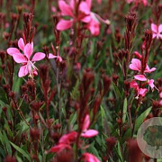 Gaura l. 'Blaze' GM P9 BIO
