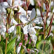 Gaura l. 'White Dove' GM P9 BIO