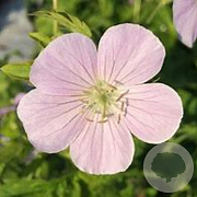 Geranium macul. 'Chatto' GM P9 BIO