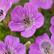 Geranium w. 'Kelly Anne' GM P9 BIO