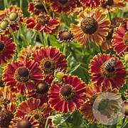 Helenium 'Bandera' GM P9 BIO
