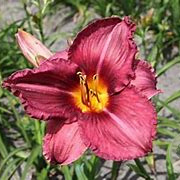 Hemerocallis 'Byzantine Emperor' GM P9 BIO