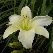 Hemerocallis 'Light the Way' GM P9 BIO
