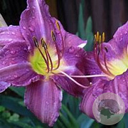 Hemerocallis 'Prairie Blue Eyes' GM P9 BIO