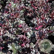 Heuchera 'Dark Secret' GM P9 BIO