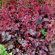 Heuchera 'Glitter' GM P9 BIO