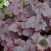 Heuchera 'Plum Pudding' GM P9 BIO