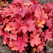 Heuchera 'Rio' GM P9 BIO