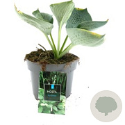 Hosta 'Big Daddy' GM P9 BIO