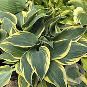 Hosta 'First Frost' GM P9 BIO