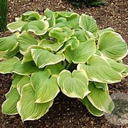 Hosta 'Fragrant Bouquet' GM P9 BIO