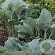 Hosta 'Krossa Regal' GM P9 BIO