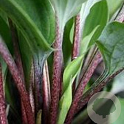 Hosta 'Red Cadet' GM P9 BIO