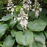 Hosta sieboldiana GM P9 BIO