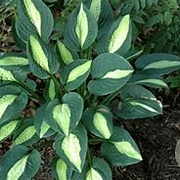 Hosta 'Striptease' GM P9 BIO