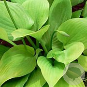 Hosta 'Sum and Substance' GM P9 BIO