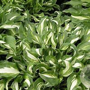 Hosta 'Undulata Mediovariegata' GM P9 BIO