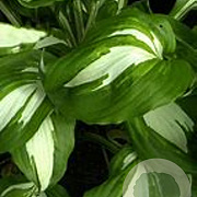 Hosta 'Undulata Univittata' GM P9 BIO
